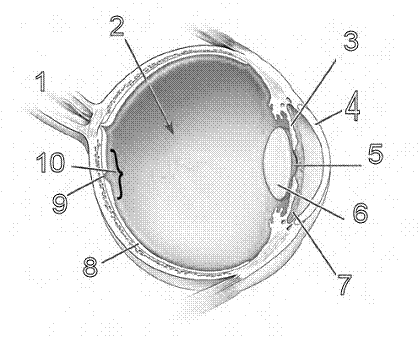 Eye Diagram balnk eye diagram to label 